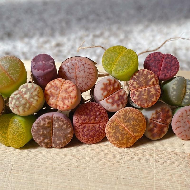 10 Lithops Living Stones (0.4-0.5”): Beginner Friendly | Vibrant Mix | Ideal as Gifts