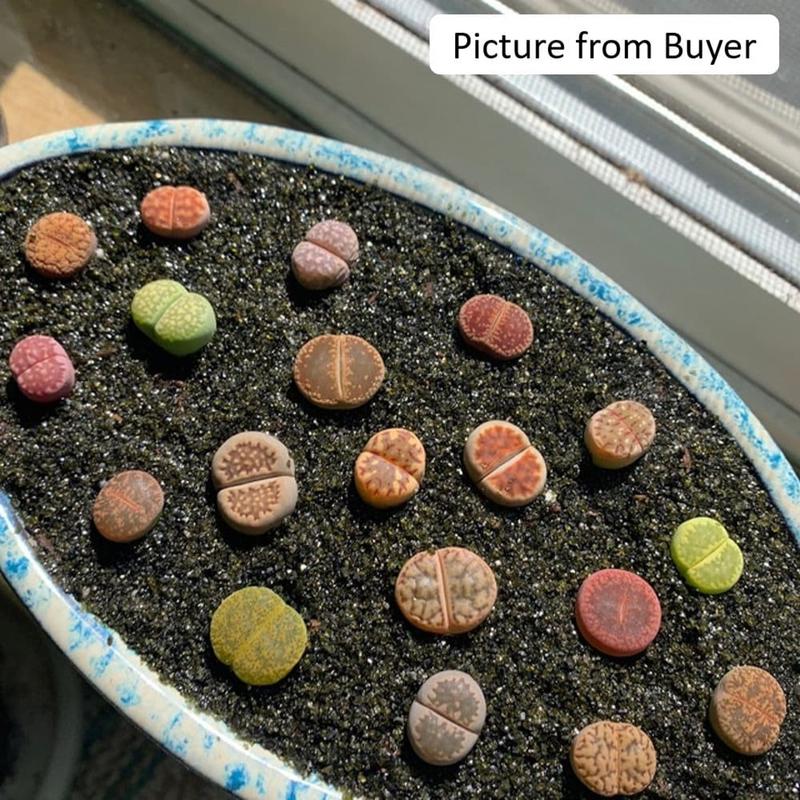 10 Lithops Living Stones (0.4-0.5”): Beginner Friendly | Vibrant Mix | Ideal as Gifts