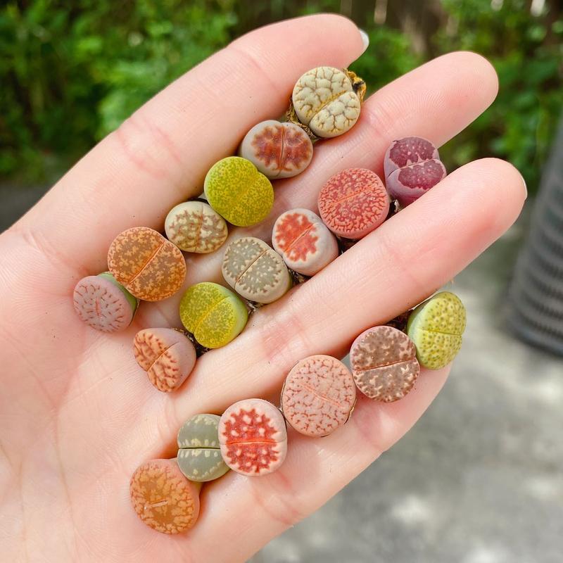 10 Lithops Living Stones (0.4-0.5”): Beginner Friendly | Vibrant Mix | Ideal as Gifts