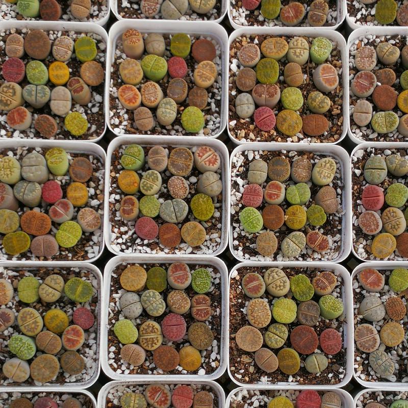 10 Lithops Living Stones (0.4-0.5”): Beginner Friendly | Vibrant Mix | Ideal as Gifts