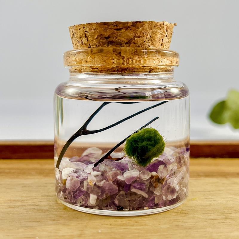 Moss Ball Pet Terrarium Kit with Natural Crystal Gravel - DIY Handcrafted Miniature Ecosystem for Home and Office Decor - Glass