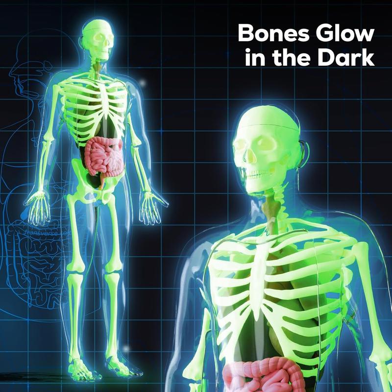 GobiDex Human Body Skeleton Model Kits, 40 Piece Anatomy Figure,Glow in The Dark Bones Interactive Science Kit, STEM Educational Toys for Boys and Girls, Halloween Physiology Gifts for Kids Ages 8+